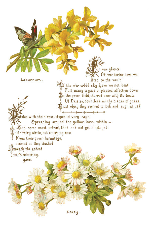 Lover of Flowers Transfer 8"X12" Pad