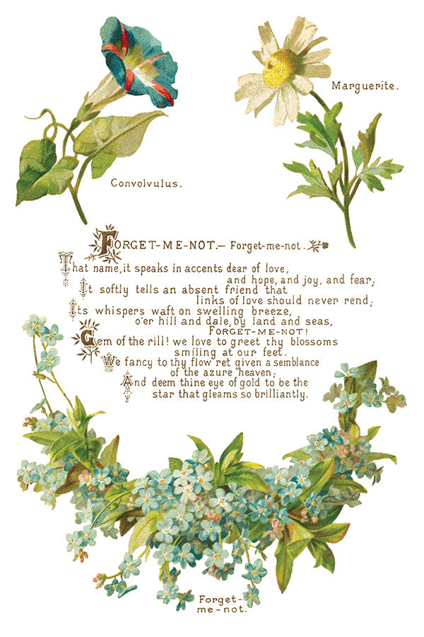 Lover of Flowers Transfer 8"X12" Pad