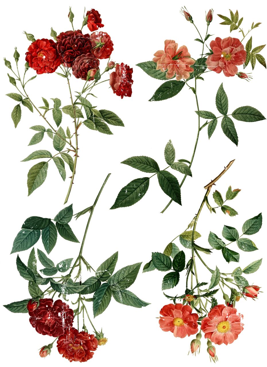 Redoute 4 Decor Transfer 24"x33" (tube)