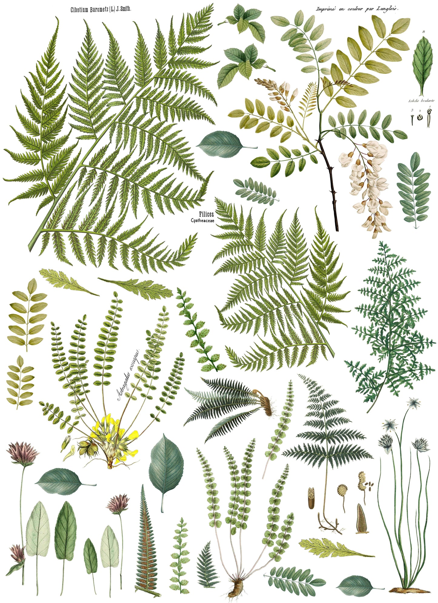 Fronds Botanical 24"×33" IOD Decor Transfer (tube)