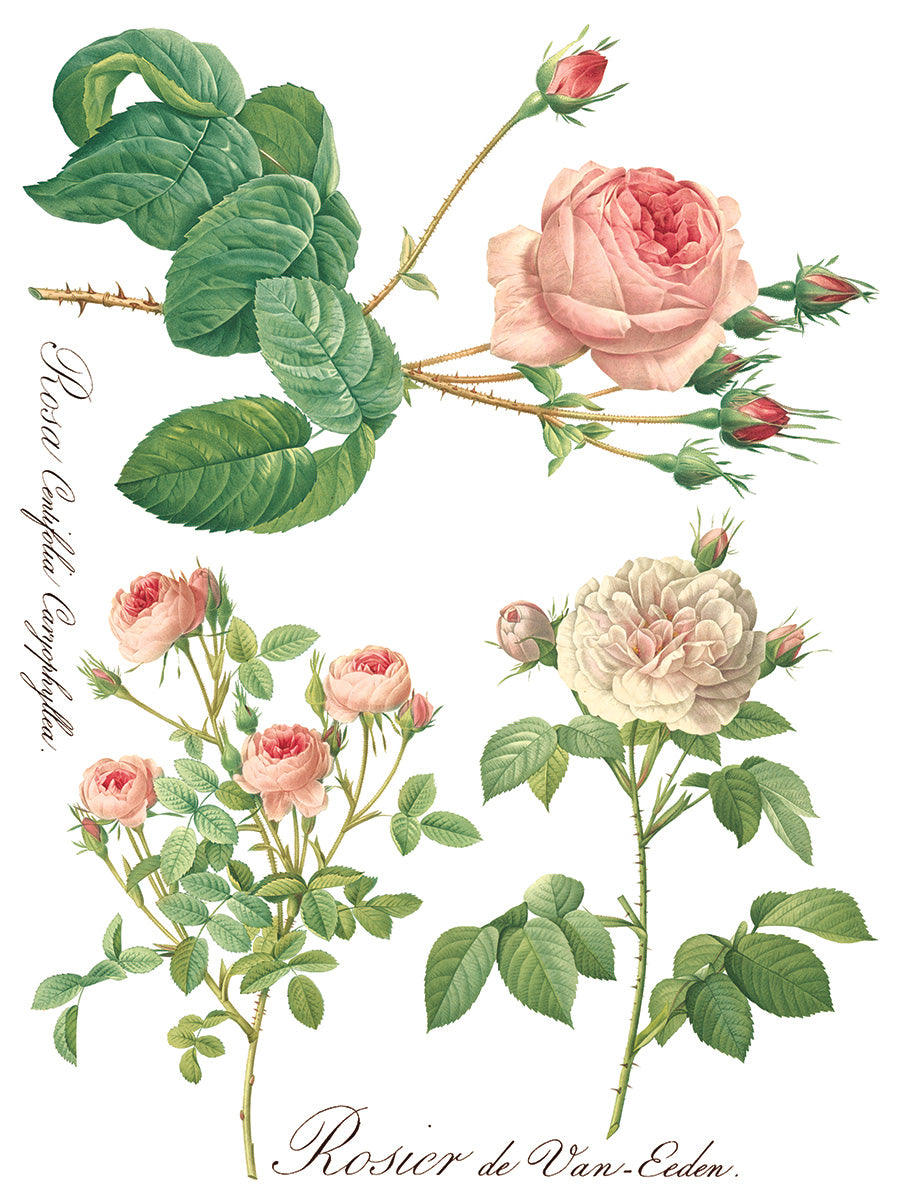 Rose Botanicals 12"X16" IOD Transfer