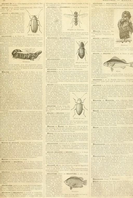 Entomology Dictionary Page